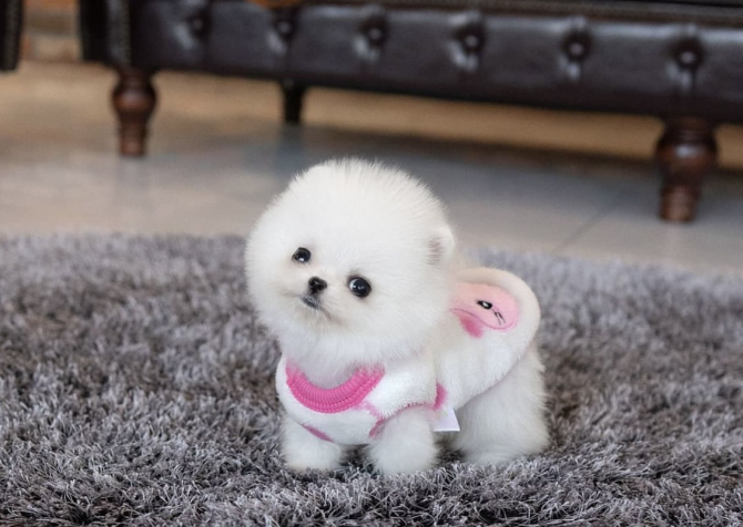 Boo Pomeranian teddy bear bebeklerimiz